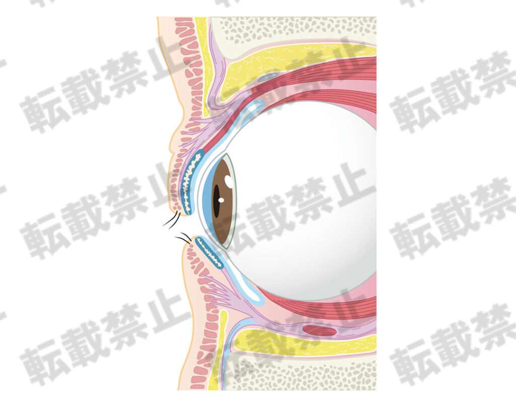 上眼瞼の構造図イラスト